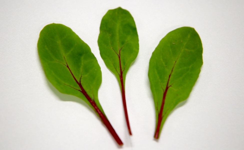 img-Red Chard
